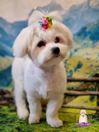 Cztery Łapy Salon Psiej Urody Tarnów